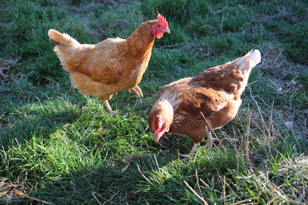 Manor Farm Stay Sutton-on-Sea Luaran gambar